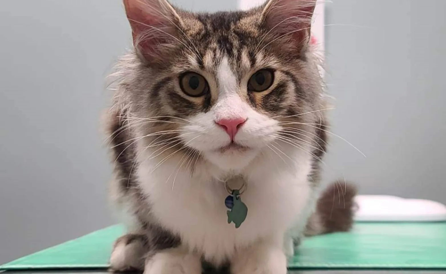Brown and white cat sitting on a table and staring at a camera Brown and white cat sitting on a table and staring at a camera