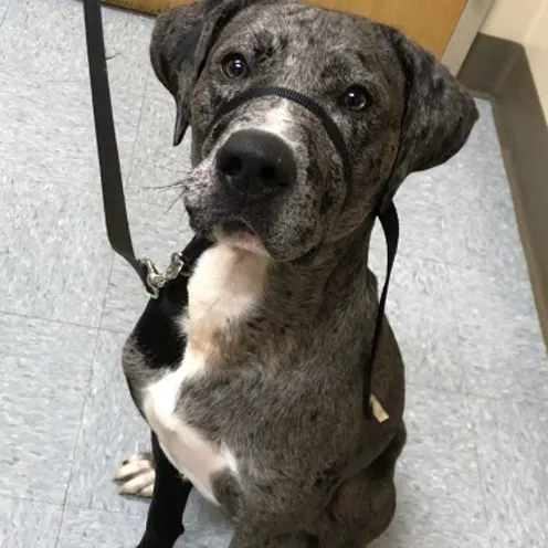 New grey dog has a strap around thier mouth for safety procedure and is curiously sitting up.