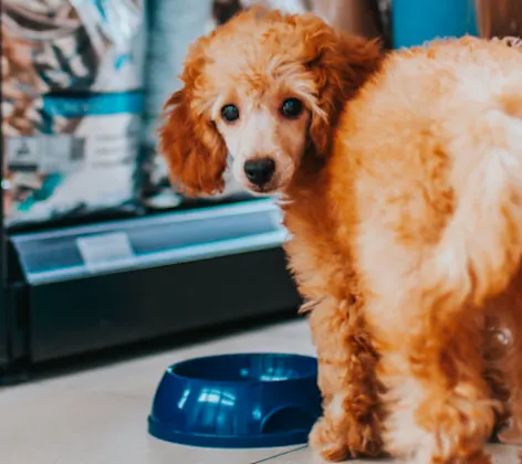 Dog Looking at Camera Inside Store