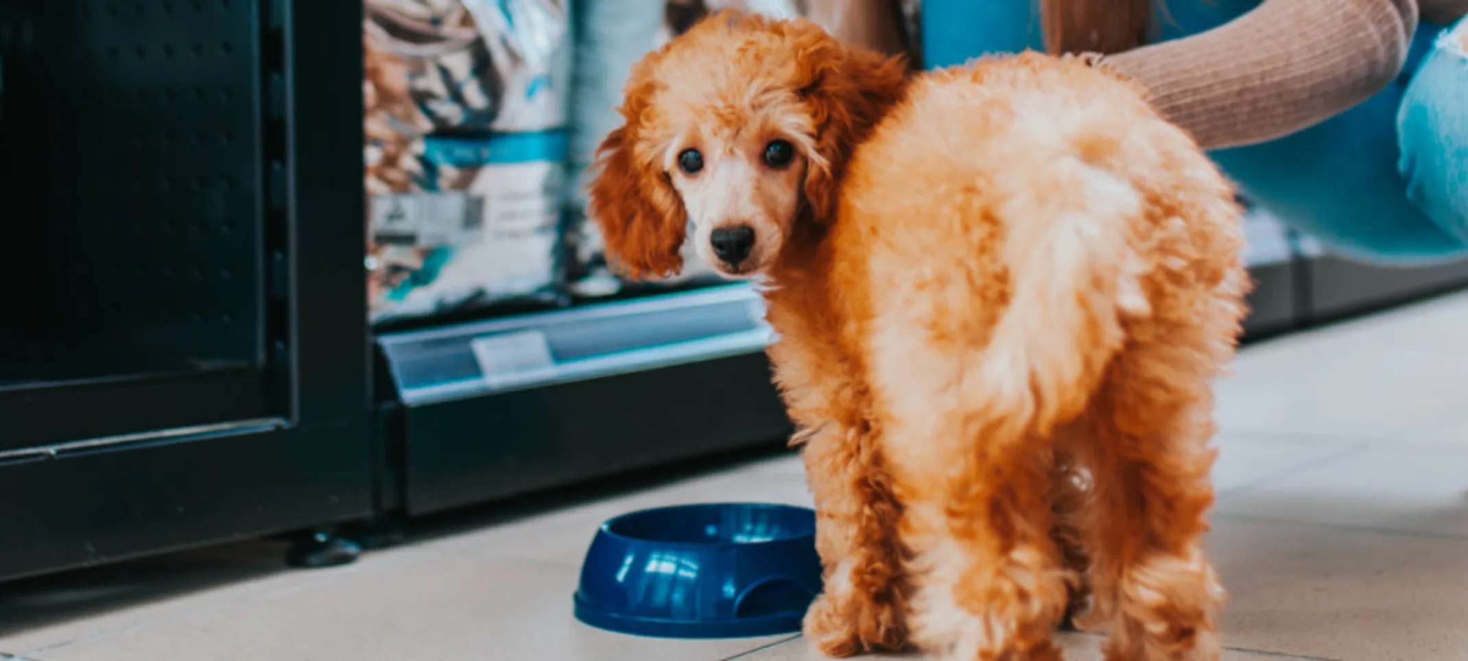 Dog Looking at Camera Inside Store Dog Looking at Camera Inside Store