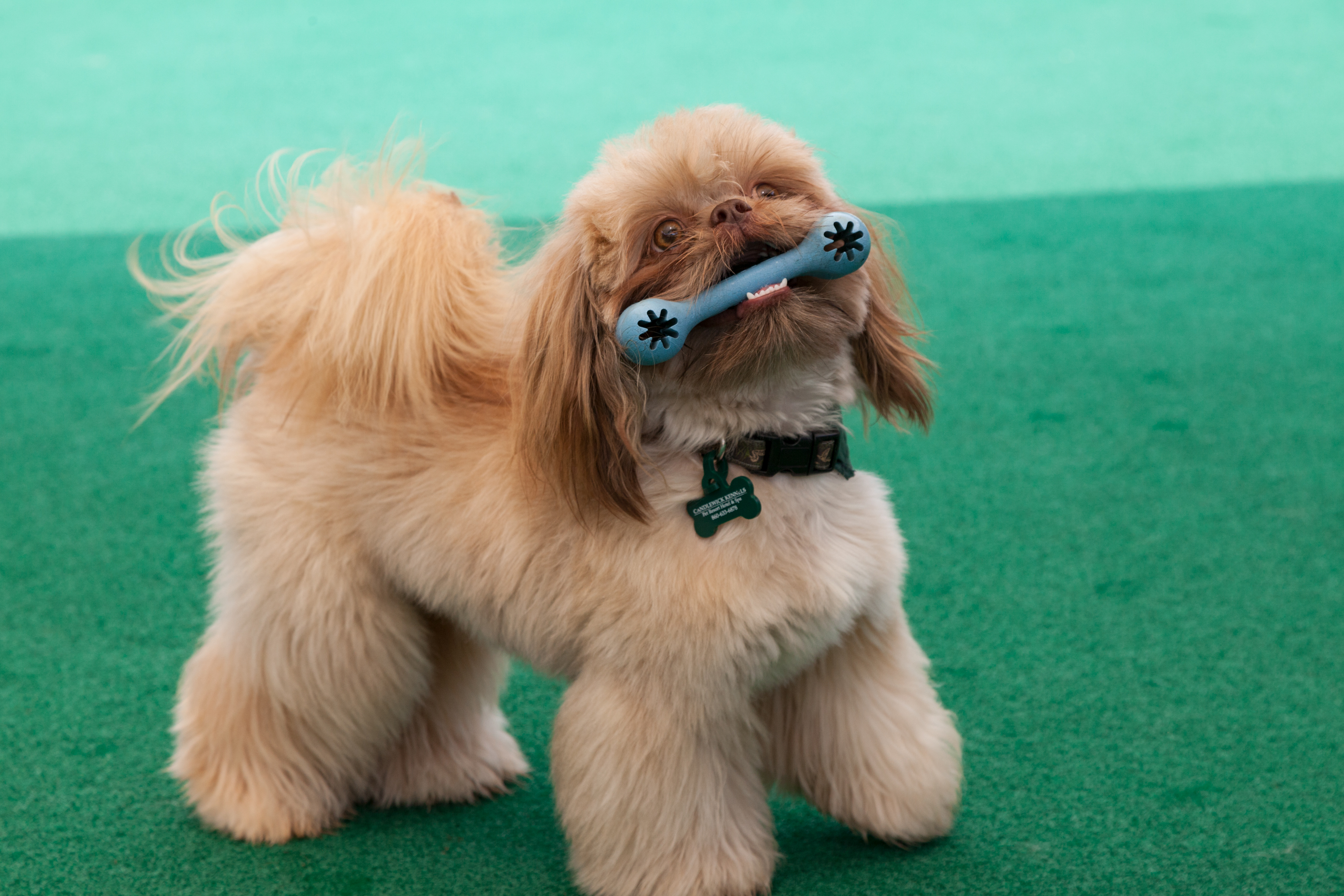 Candlewick Kennels Toy