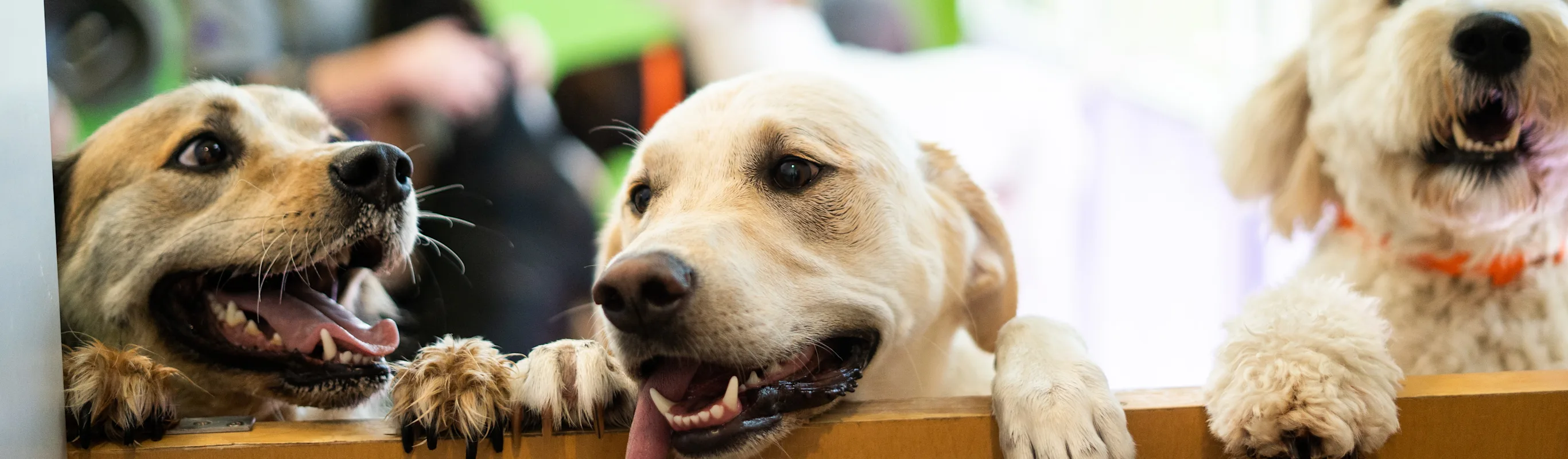 Dogs looking over door Dogs looking over door