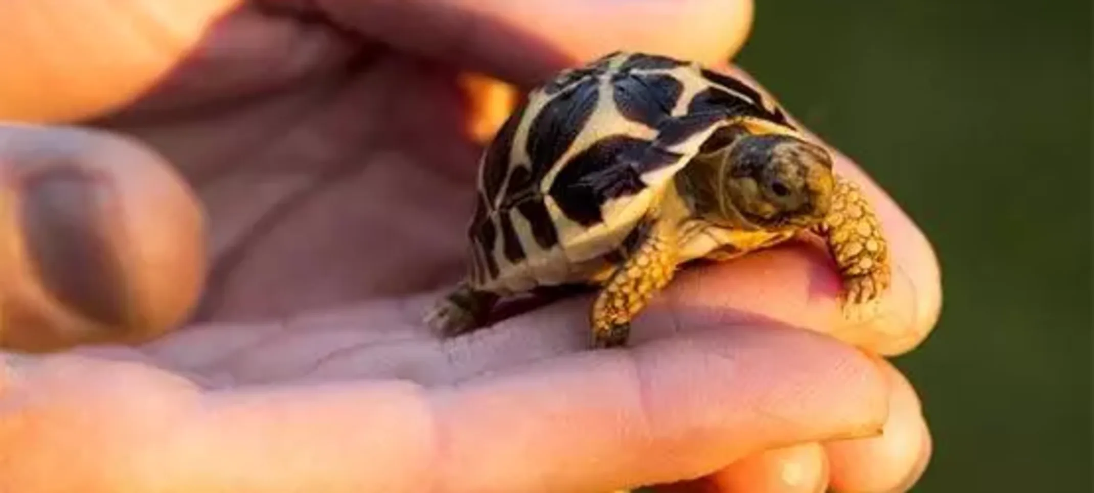 Raj, Indian Star Tortoise Raj, Indian Star Tortoise