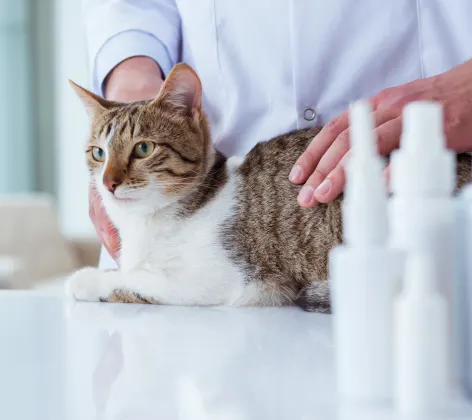 Doctor holding cat on a table with small plastic bottles nearby