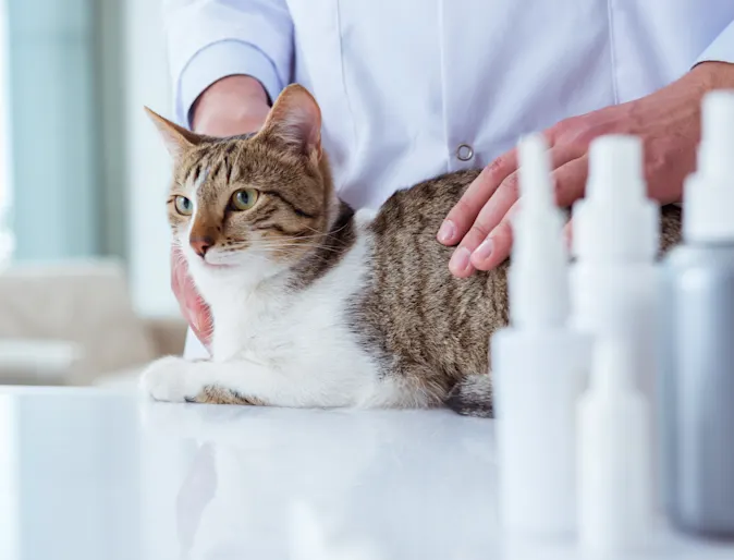 Cat with vet Cat with vet