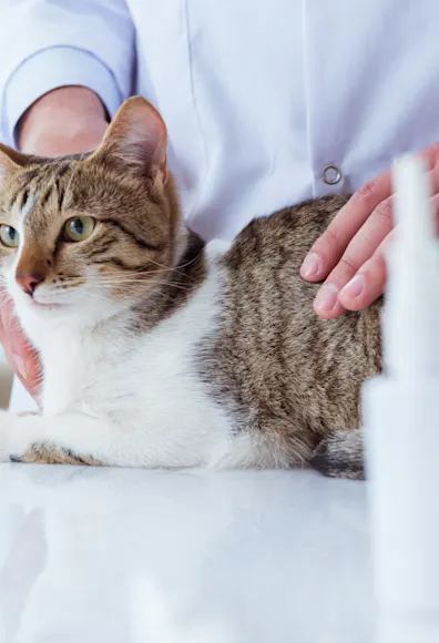 Cat with vet Cat with vet