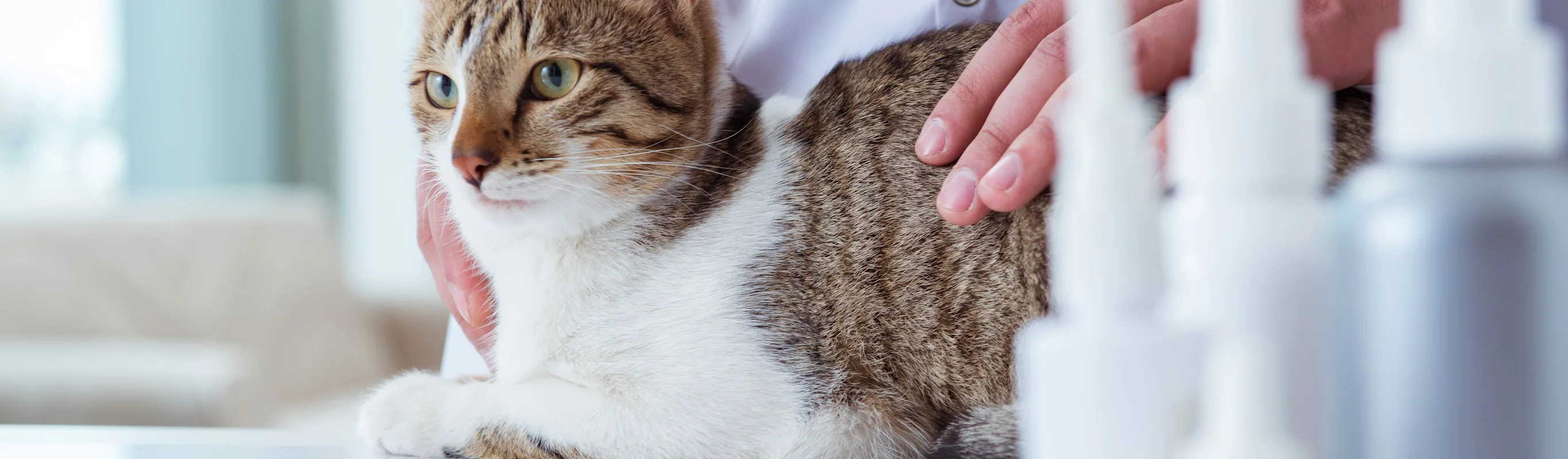 Doctor holding cat on a table with small plastic bottles nearby