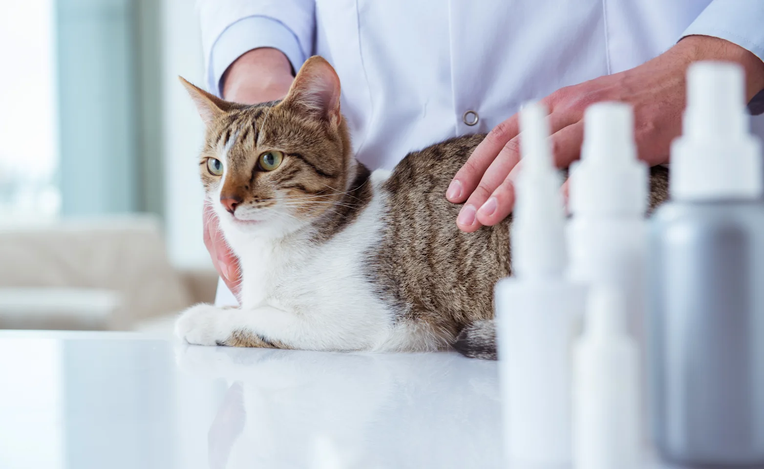 Doctor holding cat on a table with small plastic bottles nearby