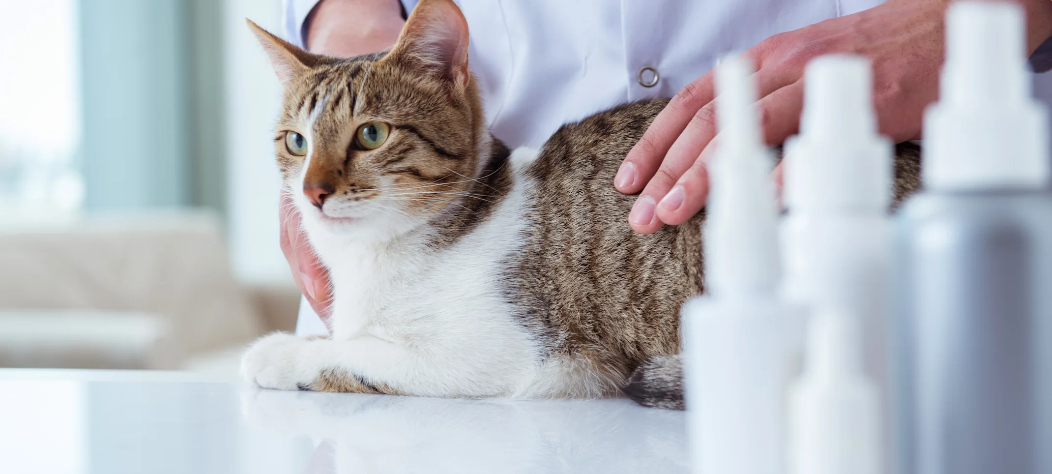 Cat with vet