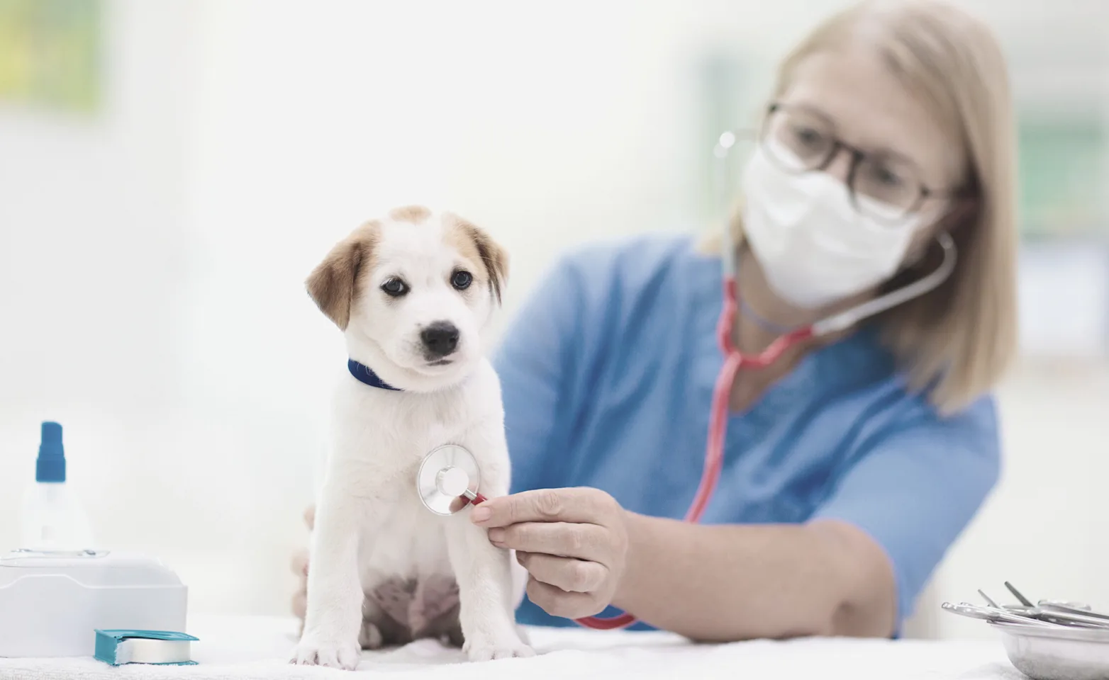 Vet with puppy