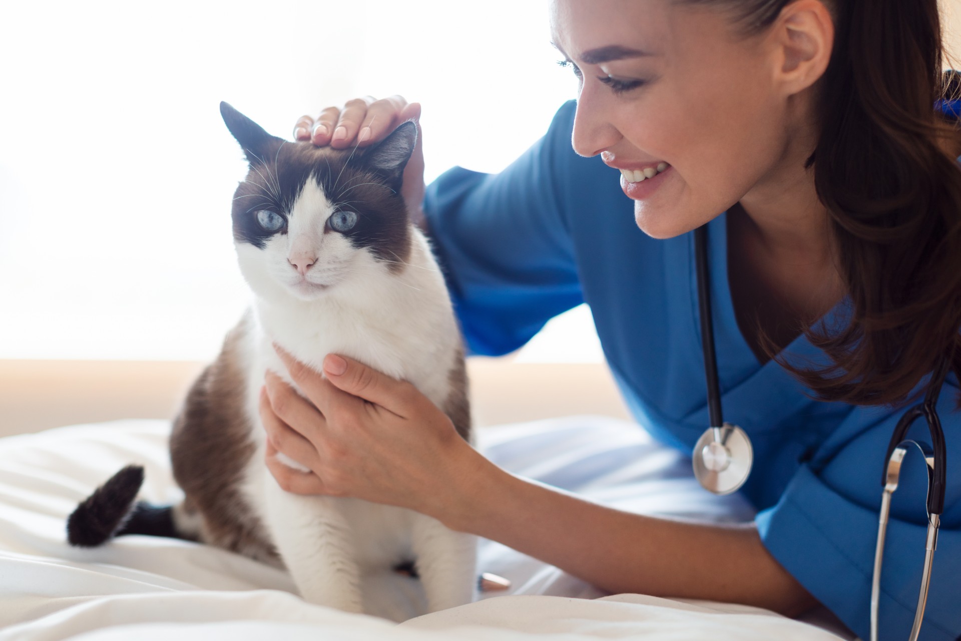Vet petting brown and white cat