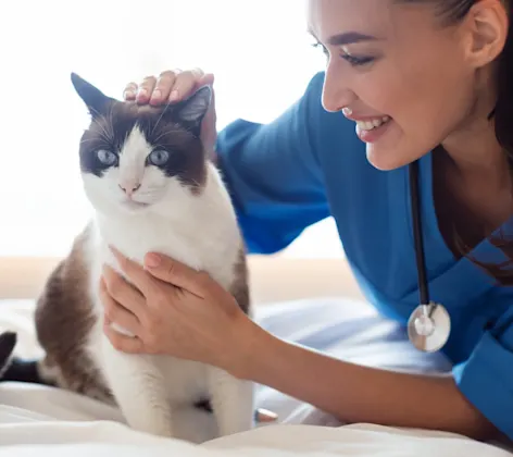 Vet petting brown and white cat Vet petting brown and white cat