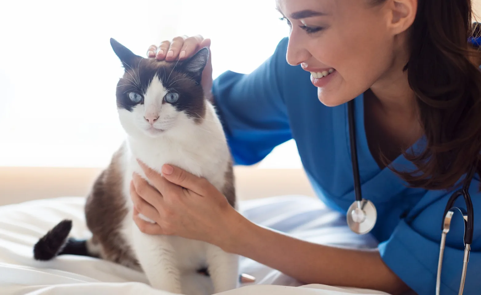 Vet petting brown and white cat Vet petting brown and white cat
