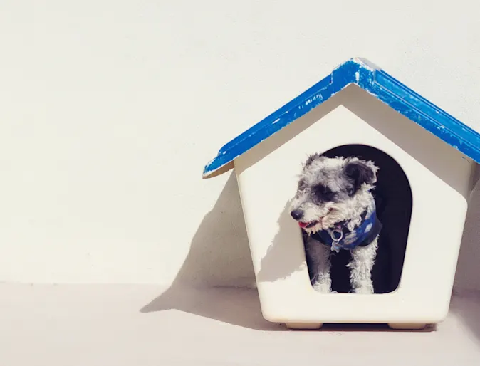 Dog House Dog House