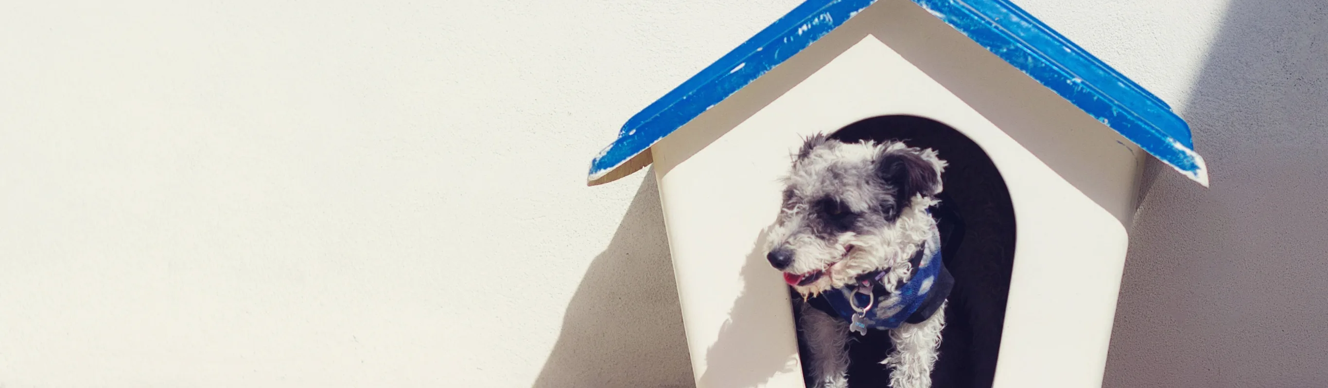 Dog House Dog House