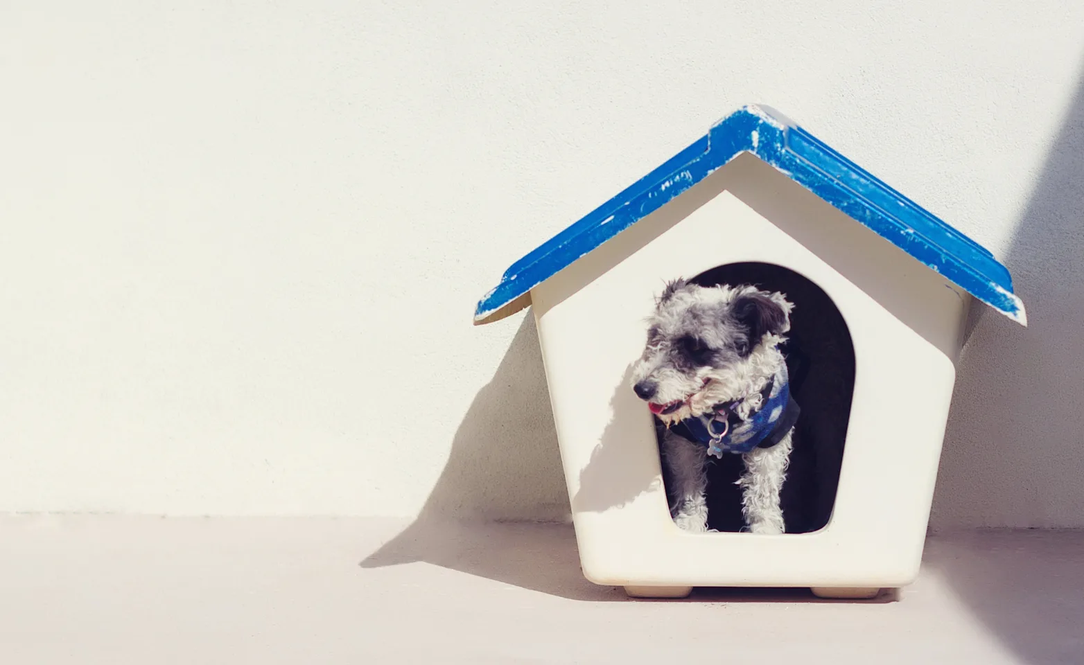 Dog House Dog House