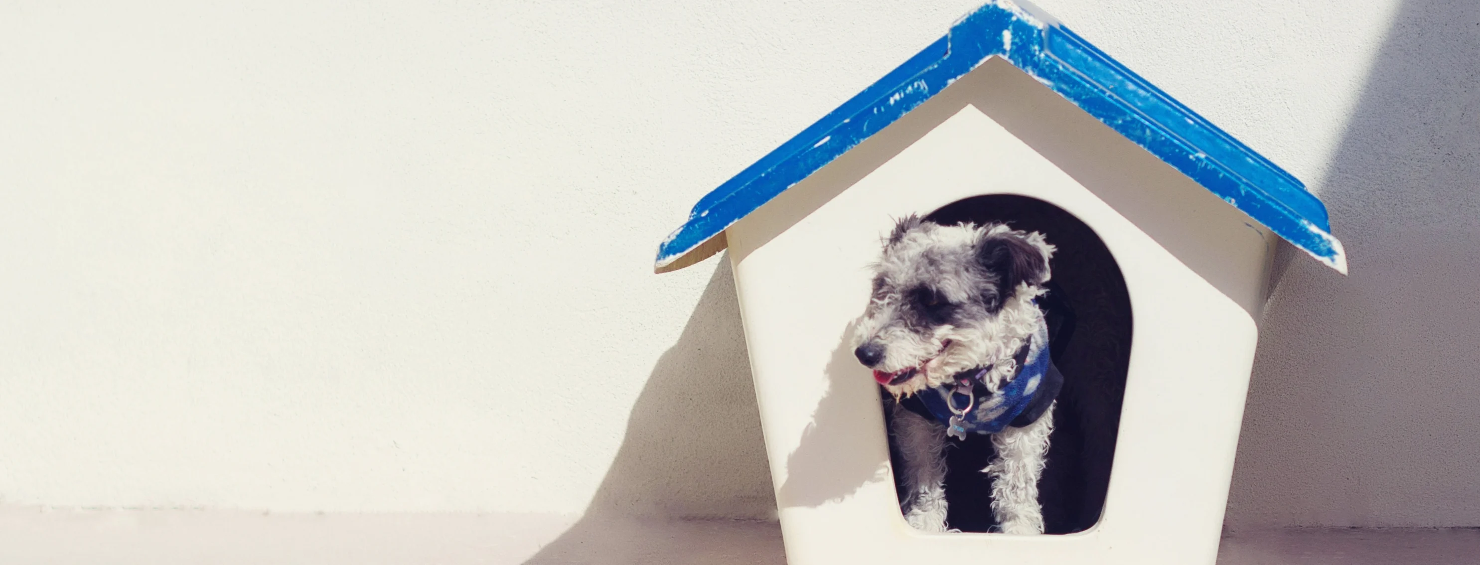 Dog House Dog House