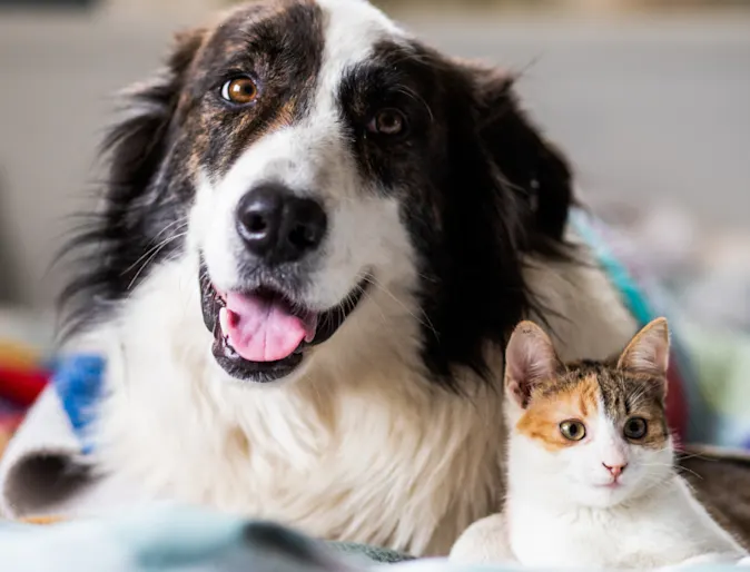 Dog & Cat Laying Together with Blankets on a Bed Dog & Cat Laying Together with Blankets on a Bed