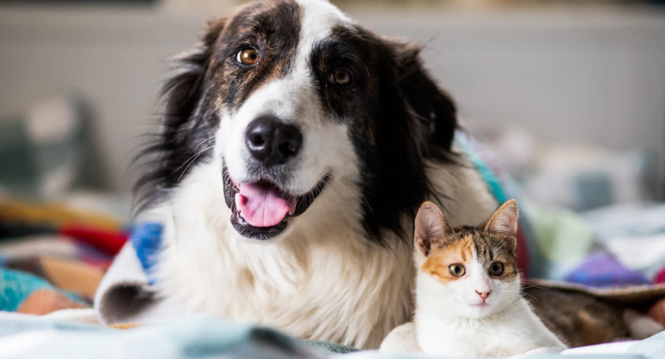 Dog & Cat Laying Together with Blankets on a Bed Dog & Cat Laying Together with Blankets on a Bed