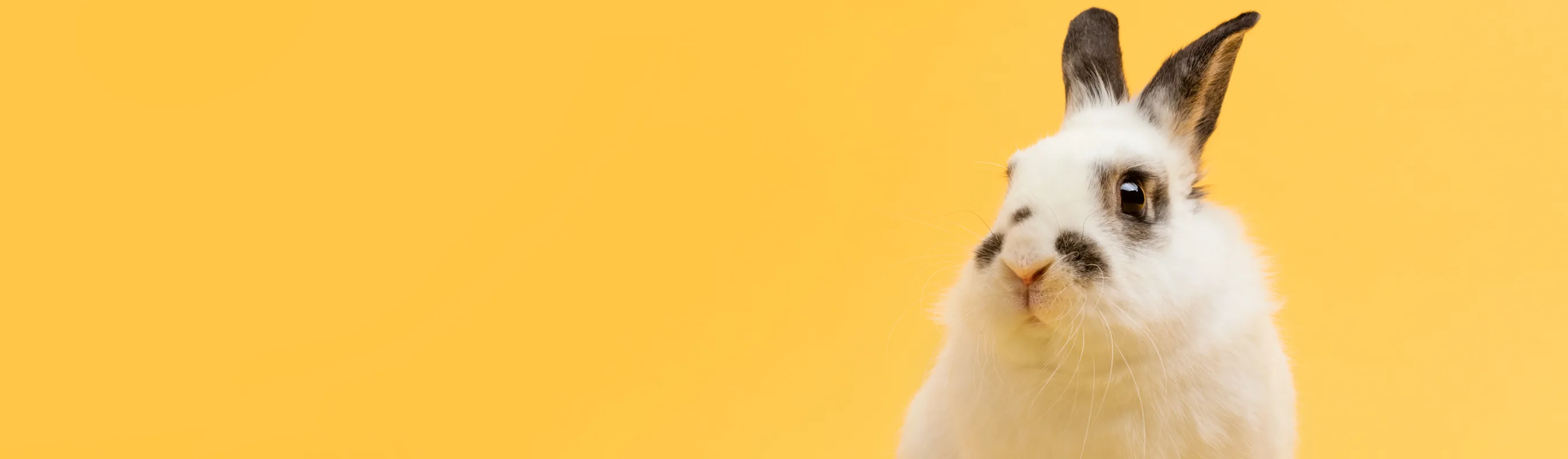 Bunny Sitting down posing for a shot with an orange background