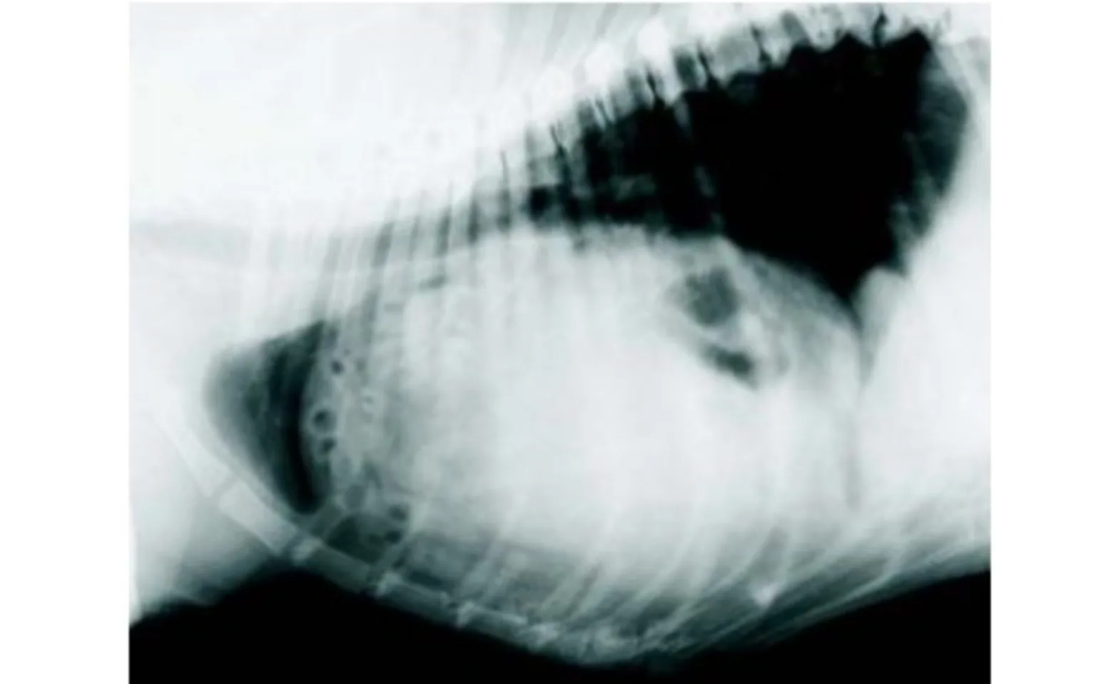 Radiograph of mid section of pet (2) Radiograph of mid section of pet (2)