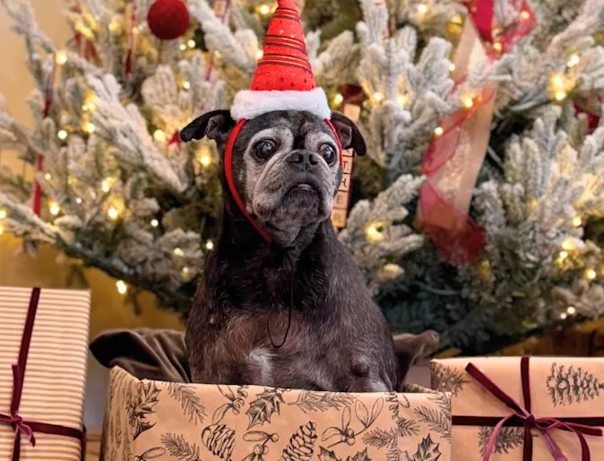 Preparing Your Pet Sitter for an Emergency Holiday Blog Photo  Preparing Your Pet Sitter for an Emergency Holiday Blog Photo