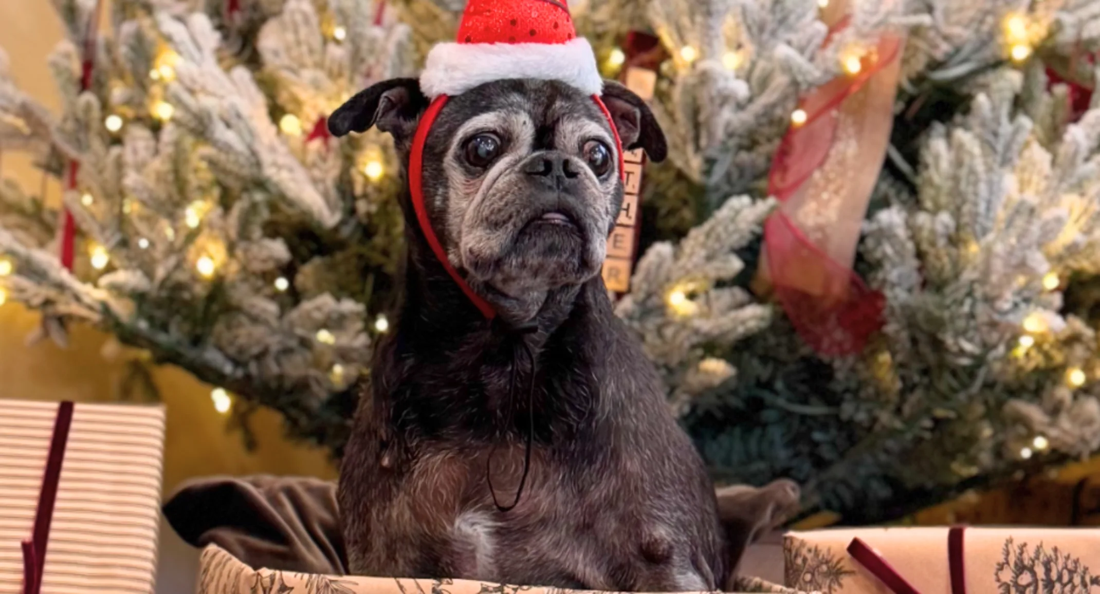 Preparing Your Pet Sitter for an Emergency Holiday Blog Photo  Preparing Your Pet Sitter for an Emergency Holiday Blog Photo