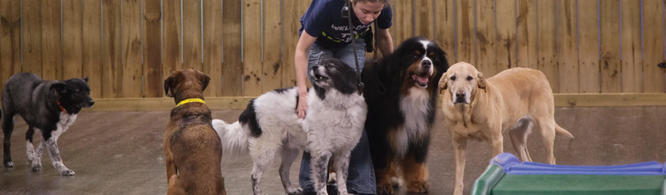 Staff with dogs at Doguroo