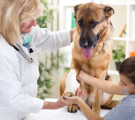 Veterinarian and Boy Holding a Dog's Paw Veterinarian and Boy Holding a Dog's Paw