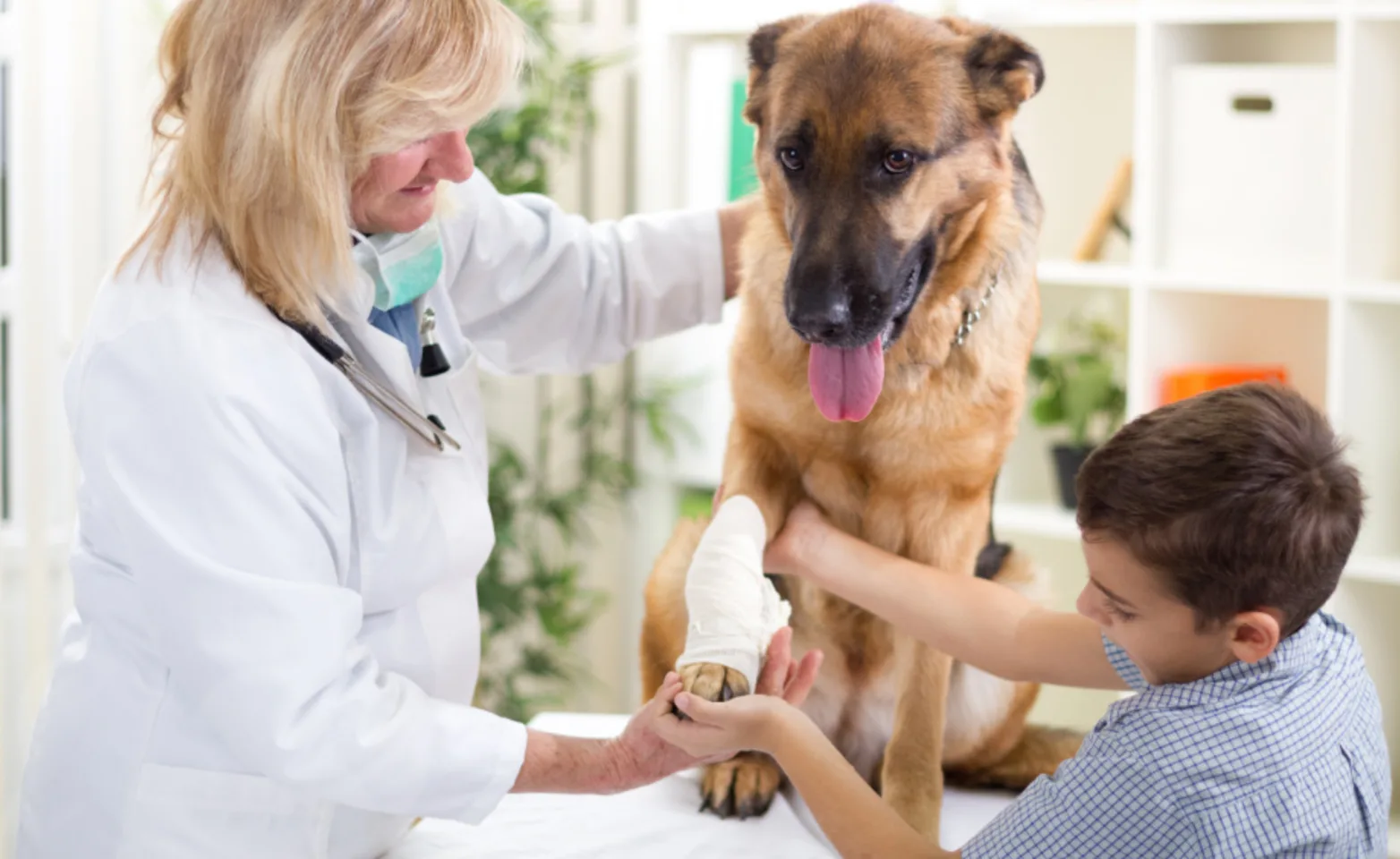 Veterinarian and Boy Holding a Dog's Paw