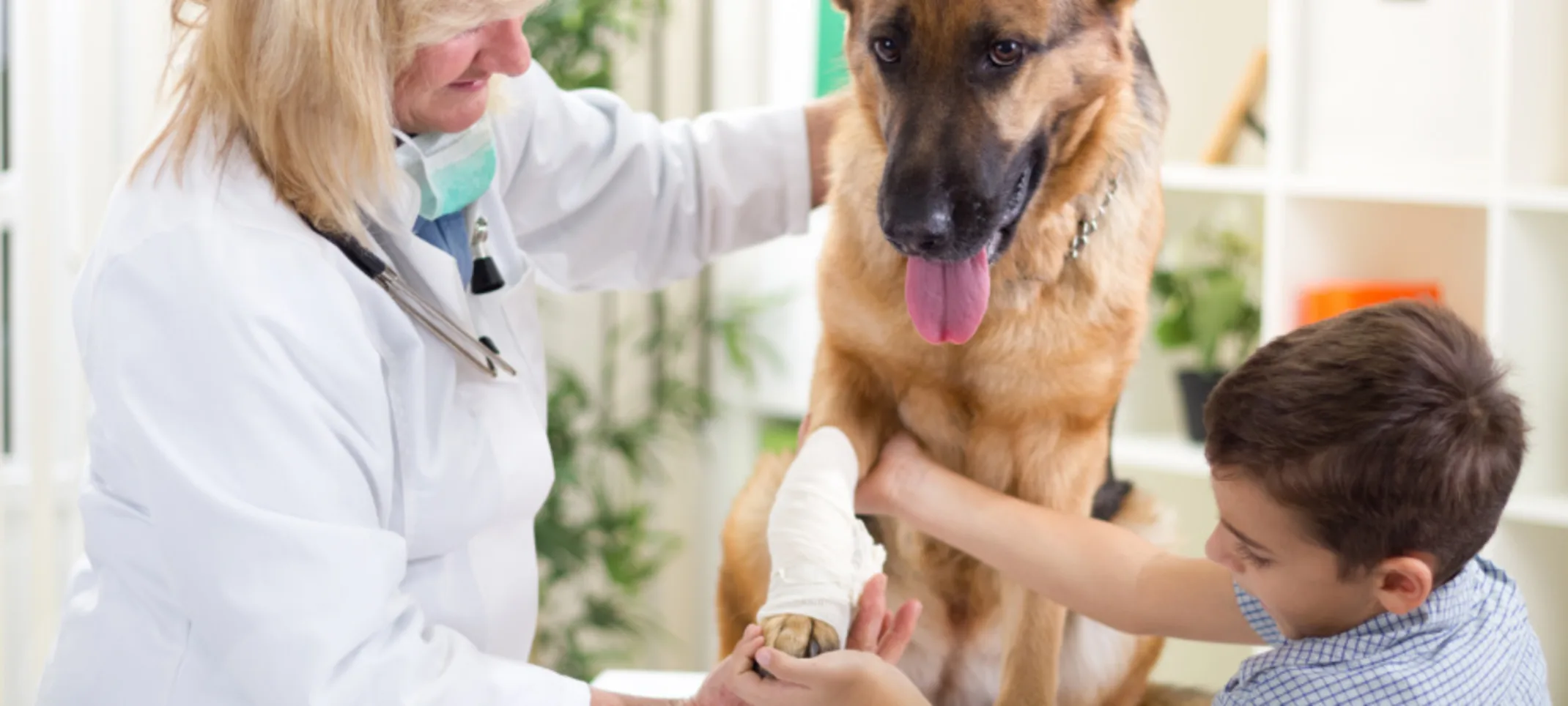Veterinarian and Boy Holding a Dog's Paw Veterinarian and Boy Holding a Dog's Paw
