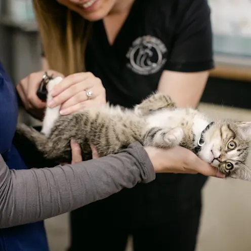 Tabby cat receiving nail trip at All Pet Complex Veterinary Hospital Tabby cat receiving nail trip at All Pet Complex Veterinary Hospital