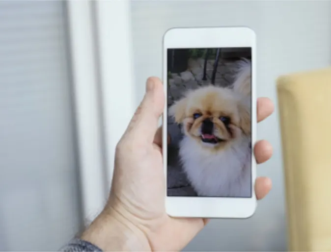 A person looking at a picture of their dog on their phone A person looking at a picture of their dog on their phone