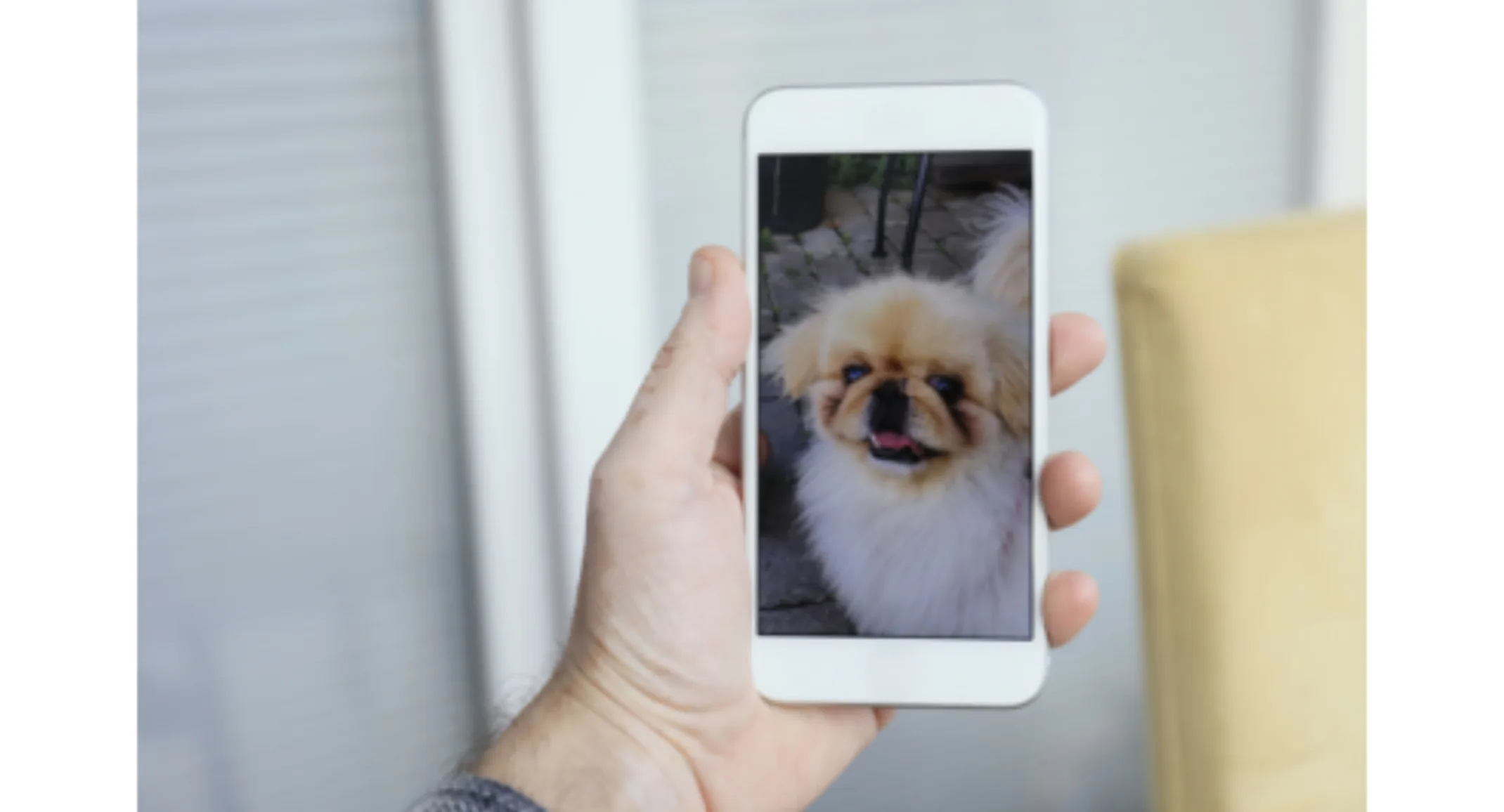 A person looking at a picture of their dog on their phone A person looking at a picture of their dog on their phone