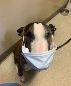 Bull Terrier Rumor with Mask