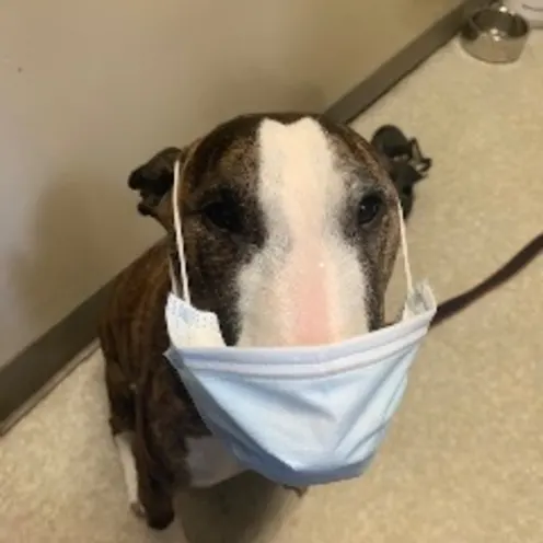 Bull Terrier Rumor with Mask Bull Terrier Rumor with Mask