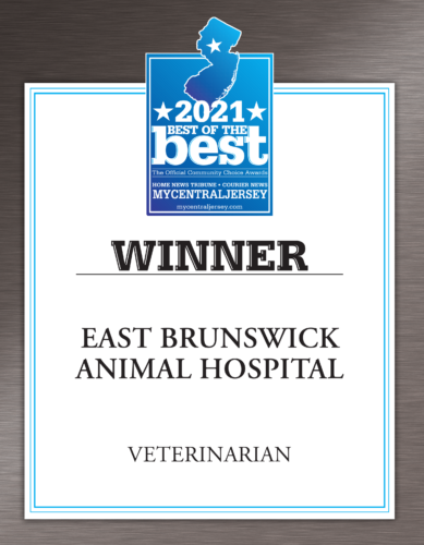 Veterinarian 2021 Award