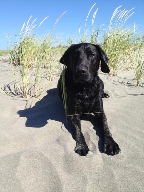 Black dog on the beach