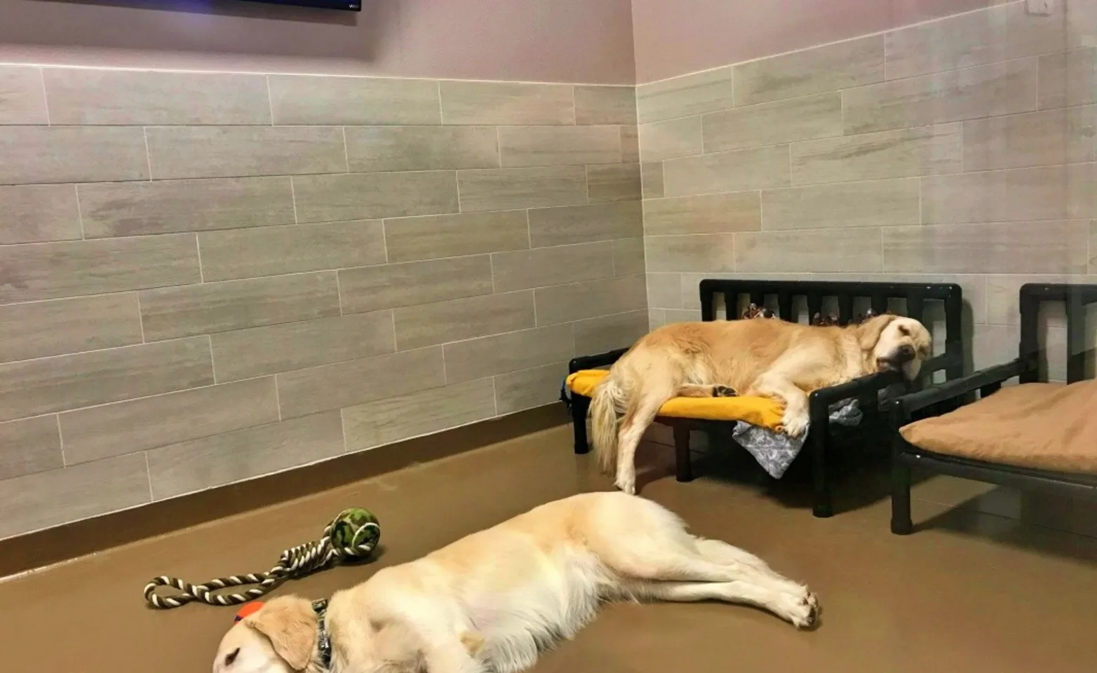 Dogs sleeping