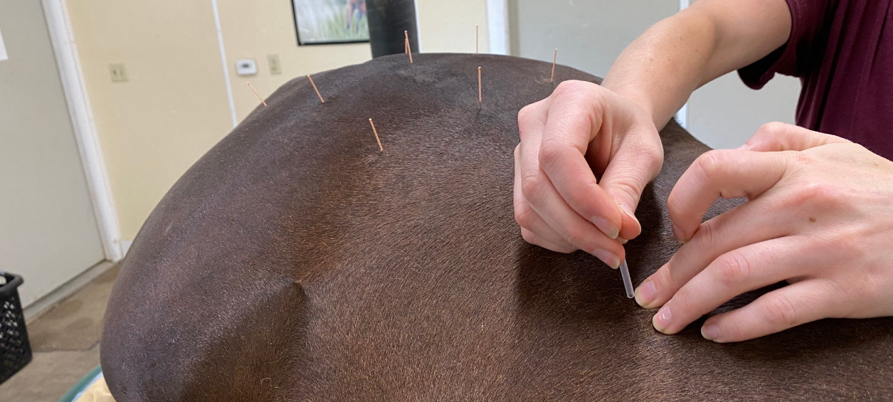 Nurse Putting Acupuncture Needles on Horse