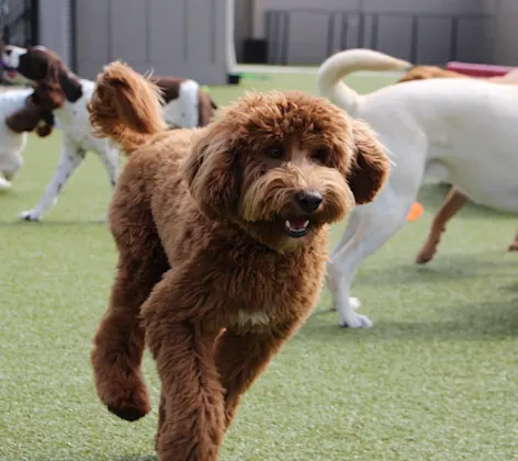 Dog running around outside