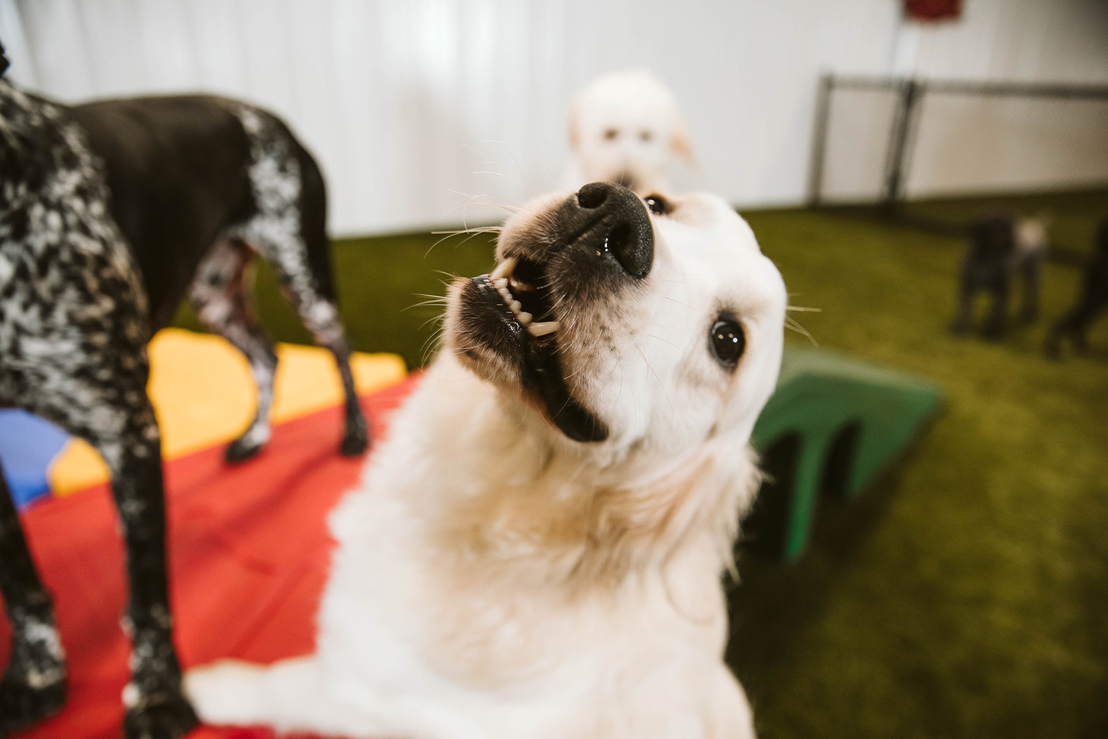 golden retriever smiling up close to camera