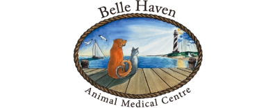 Belle Haven Animal Medical Centre Logo Belle Haven Animal Medical Centre Logo