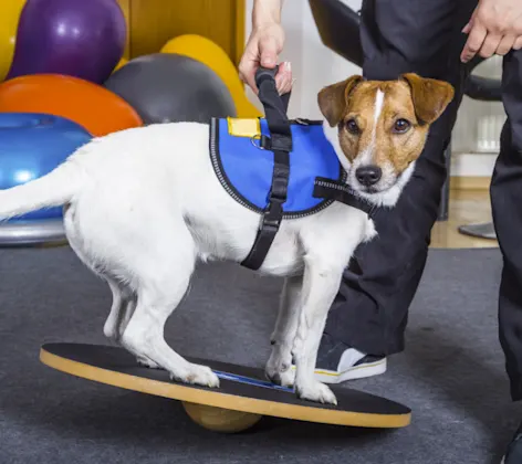 Dog on a Board with Trainer