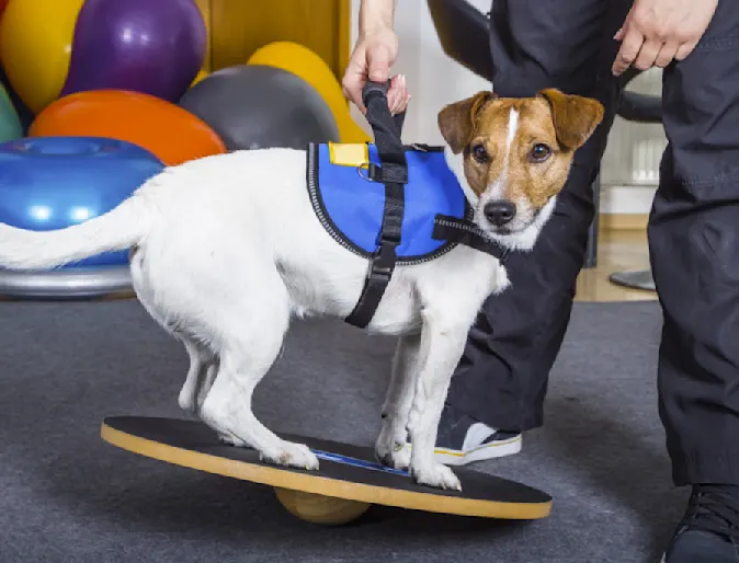 Dog on a Board with Trainer Dog on a Board with Trainer