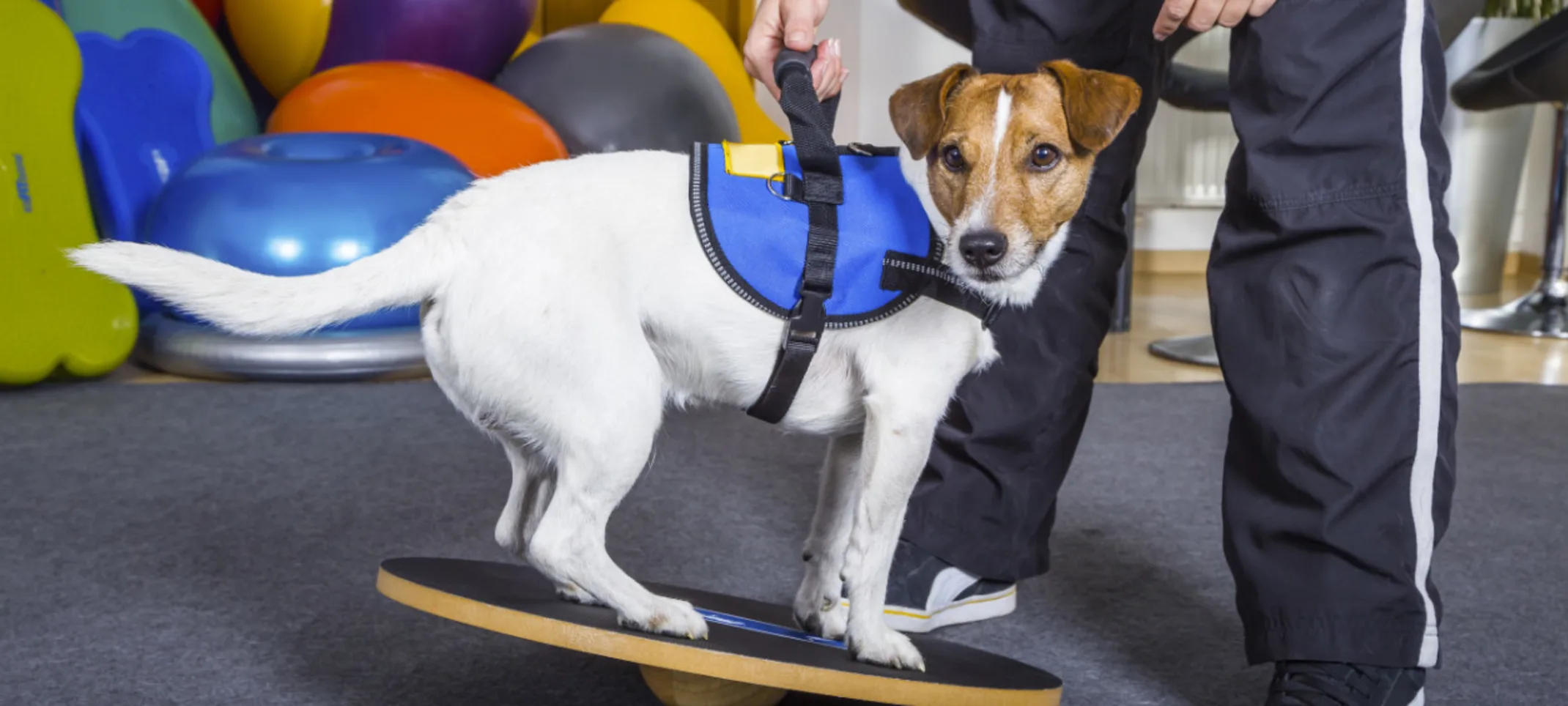 Dog on a Board with Trainer