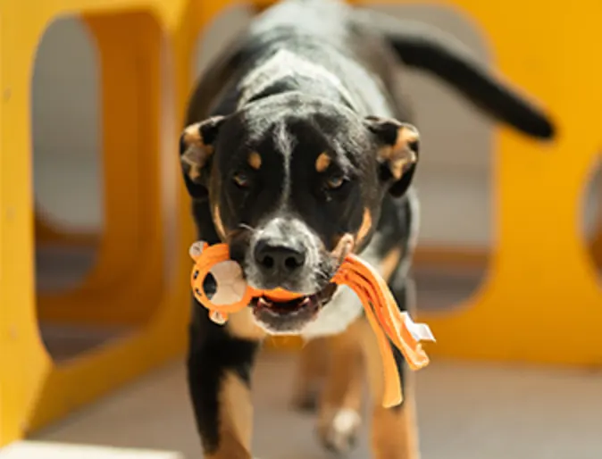 Dog carrying orange toy Dog carrying orange toy