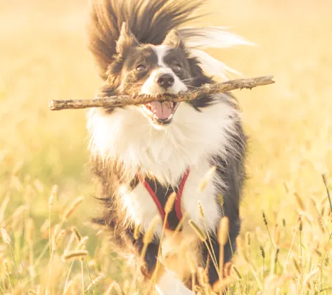 Dog running through wheat