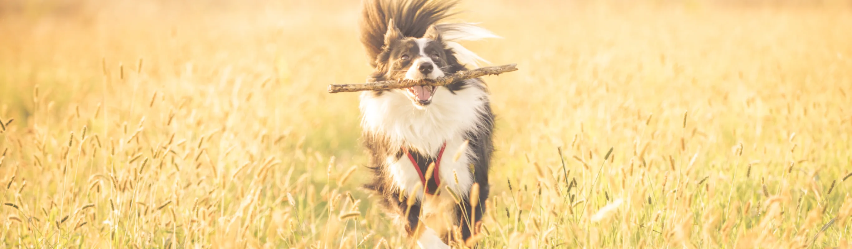 Dog running through wheat Dog running through wheat