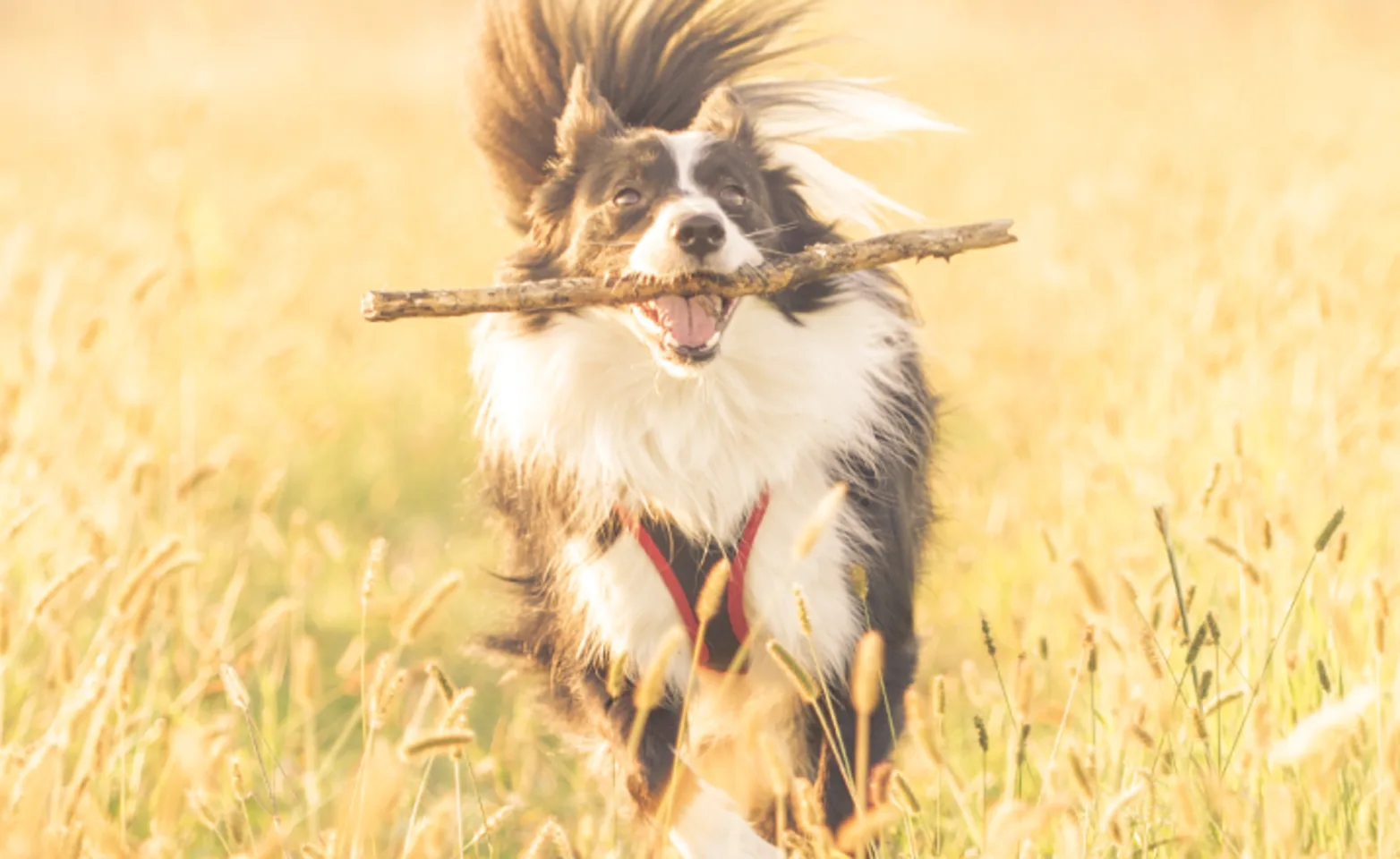 Dog running through wheat Dog running through wheat